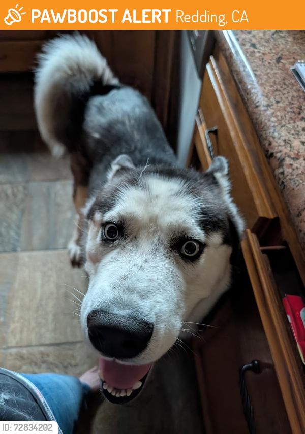 Found/Stray Unknown Dog last seen NorCal Elite Gymnastics , Redding, CA 96003