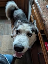 Found/Stray Unknown Dog last seen NorCal Elite Gymnastics , Redding, CA 96003