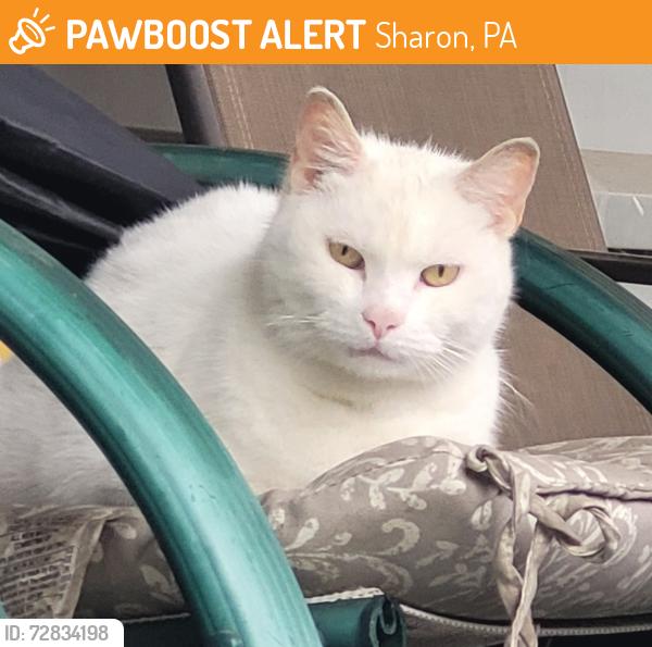 Found/Stray Unknown Cat last seen Sherman Ave/Idaho, Sharon, PA 16146