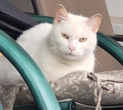 Found/Stray Unknown Cat last seen Sherman Ave/Idaho, Sharon, PA 16146