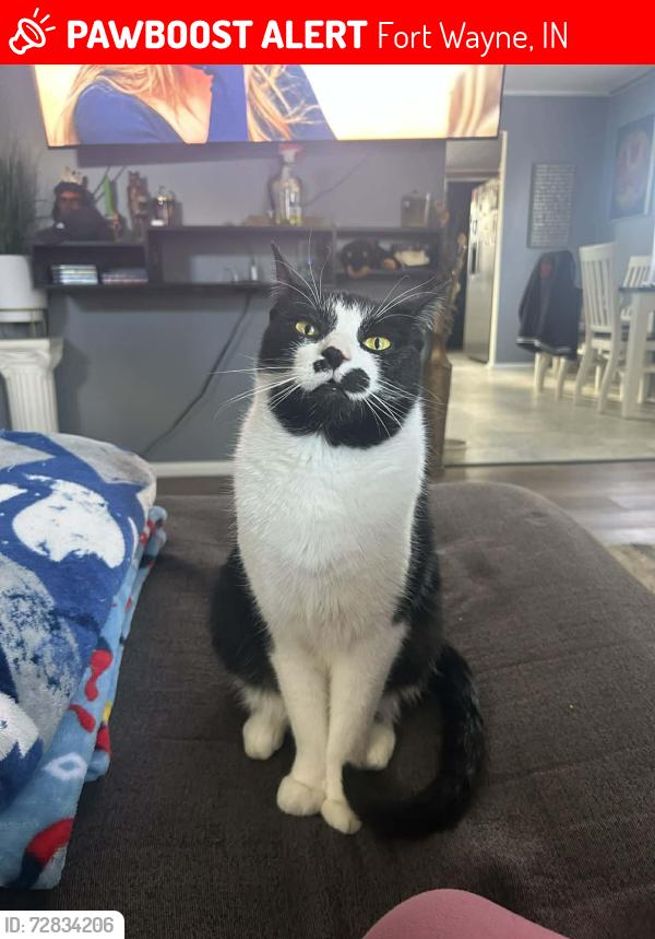 Lost Male Cat last seen Pettit Ave, Fort Wayne, IN 46806