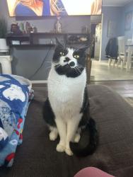 Lost Male Cat last seen Pettit Ave, Fort Wayne, IN 46806