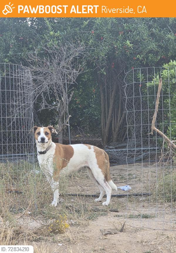 Found/Stray Unknown Dog last seen Victoria and myers, Riverside, CA 92501