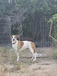 Found/Stray Unknown Dog last seen Victoria and myers, Riverside, CA 92501