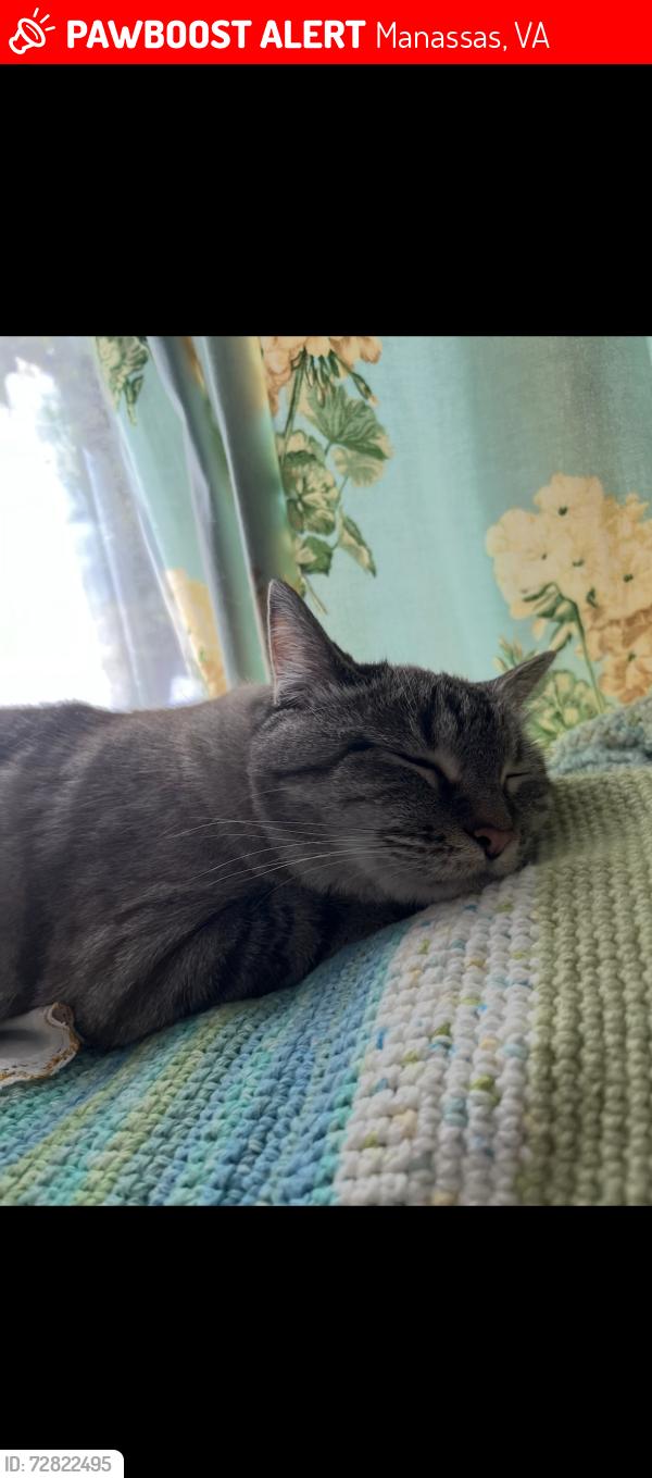 Lost Female Cat last seen Yates Ford Road near Souza Lane. She’s been known to explore in the woods towards Hunter Woods, Manassas, VA 20111