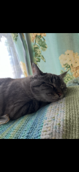 Lost Female Cat last seen Yates Ford Road near Souza Lane. She’s been known to explore in the woods towards Hunter Woods, Manassas, VA 20111