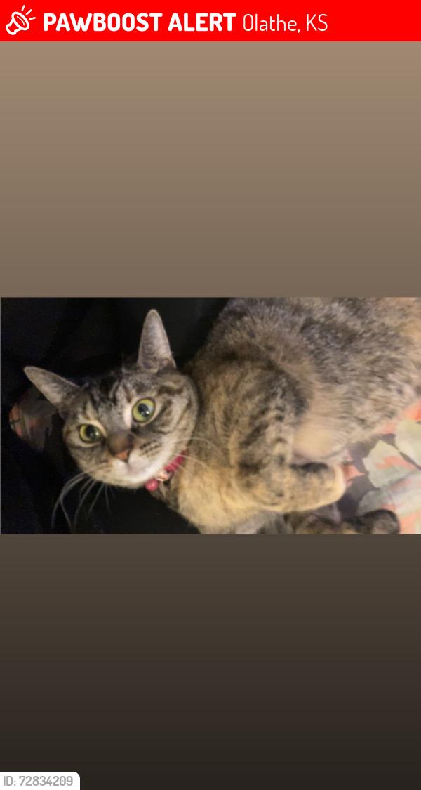 Lost Female Cat last seen Prairie center nature preserve , Olathe, KS 66061