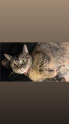 Lost Female Cat last seen Prairie center nature preserve , Olathe, KS 66061