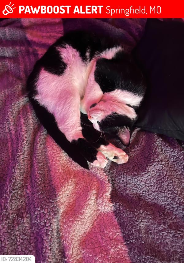 Lost Male Cat last seen maverick gas station , Springfield, MO 65807