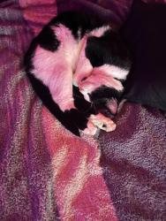 Lost Male Cat last seen maverick gas station , Springfield, MO 65807
