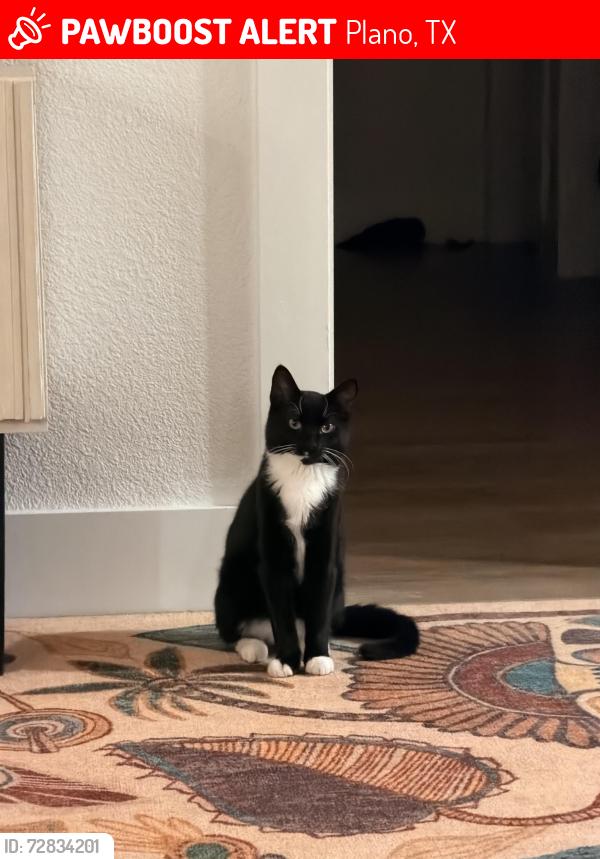 Lost Male Cat last seen Grandview dr and Highedge dr, Plano, TX 75075