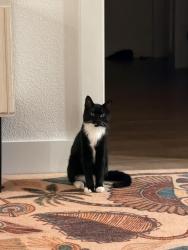 Lost Male Cat last seen Grandview dr and Highedge dr, Plano, TX 75075