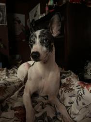 Lost Male Dog last seen Laurel oaks neighborhood , Houston, TX 77014