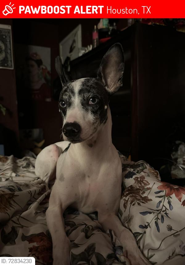 Lost Male Dog last seen Laurel oaks neighborhood , Houston, TX 77014