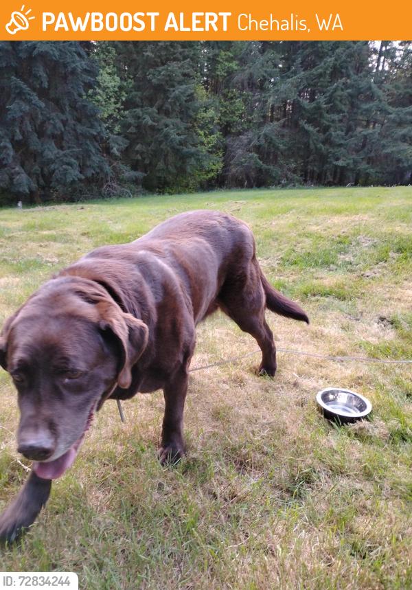 Found/Stray Male Dog last seen Alpha Centralia and bear view drive, Chehalis, WA 98532