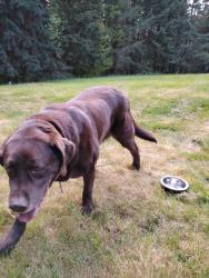 Found/Stray Male Dog last seen Alpha Centralia and bear view drive, Chehalis, WA 98532