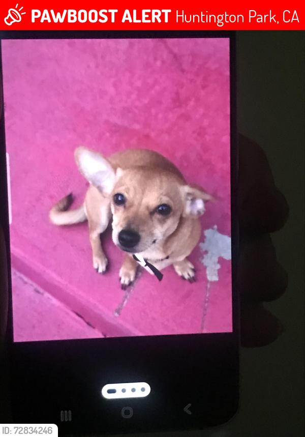 Lost Female Dog last seen Bell ave , Huntington Park, CA 90201
