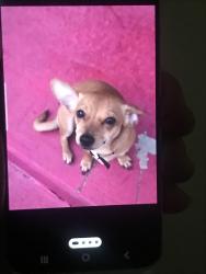 Lost Female Dog last seen Bell ave , Huntington Park, CA 90201