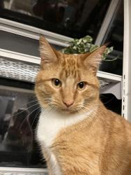 Lost Male Cat last seen Green briar hills dr, O'Fallon, MO 63366