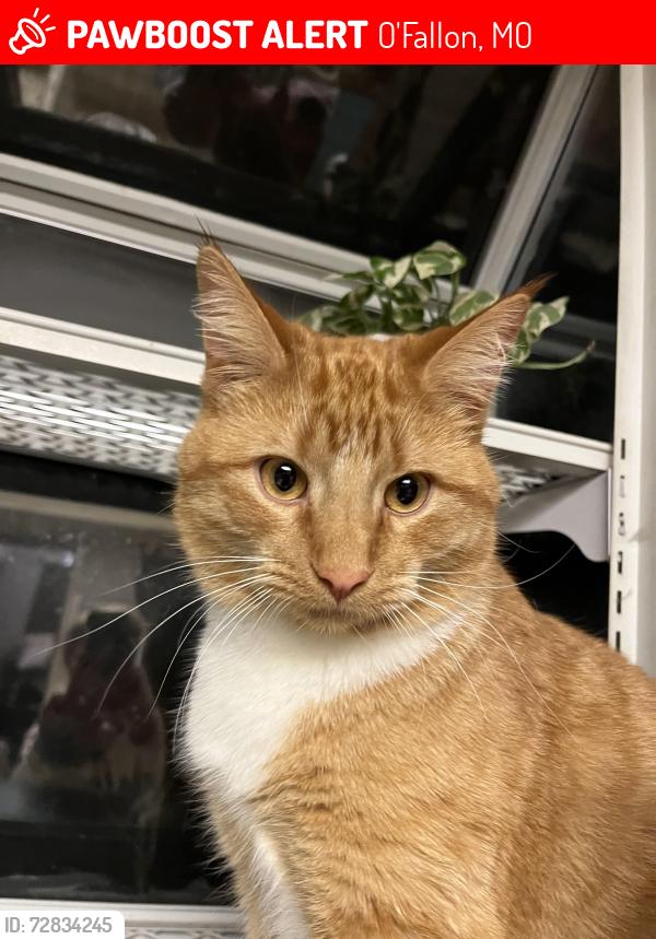 Lost Male Cat last seen Green briar hills dr, O'Fallon, MO 63366