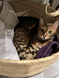 Reunited Female Cat last seen Taylor road Ancaster , Hamilton, ON L9G 1P4