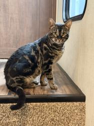 Lost Male Cat last seen Laburnum ave, Richmond, VA 23223