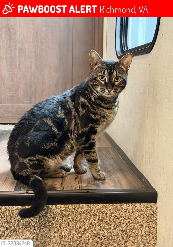 Lost Male Cat last seen Laburnum ave, Richmond, VA 23223