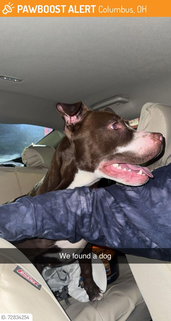 Found/Stray Female Dog last seen BP, Columbus, OH 43204