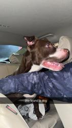 Found/Stray Female Dog last seen BP, Columbus, OH 43204
