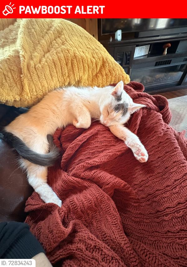 Lost Male Cat last seen Black meadow rd treaty st, Spotsylvania Courthouse, VA 22553