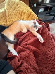 Lost Male Cat last seen Black meadow rd treaty st, Spotsylvania Courthouse, VA 22553