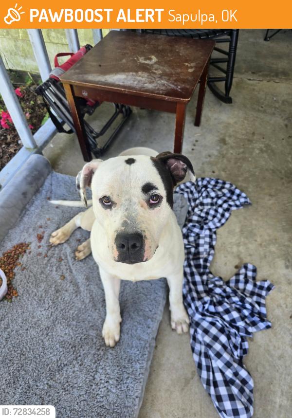 Found/Stray Male Dog last seen off of highway 97 on 71st st, Sapulpa, OK 74066