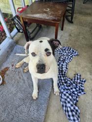 Found/Stray Male Dog last seen off of highway 97 on 71st st, Sapulpa, OK 74066