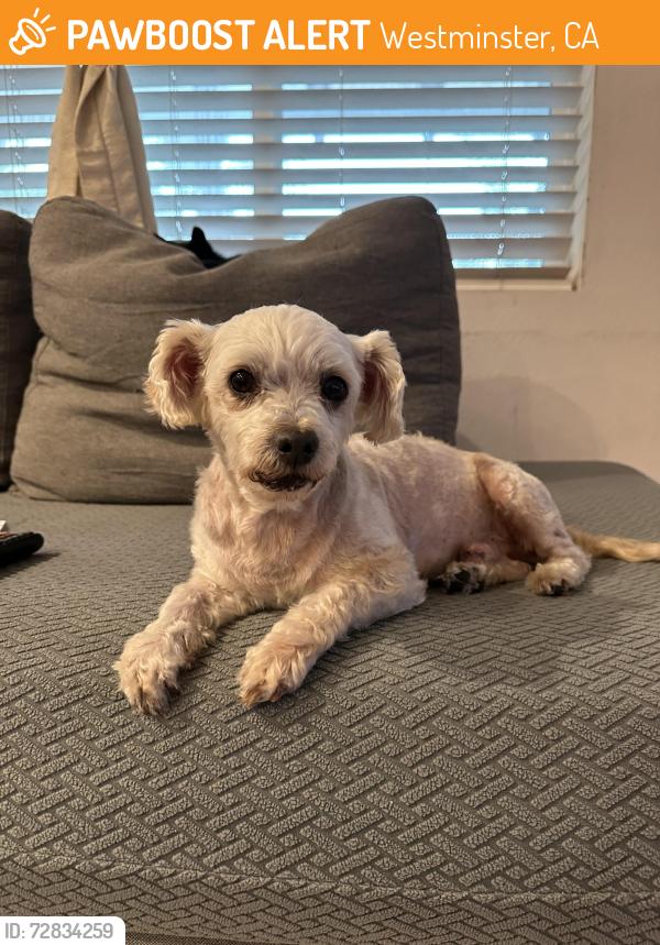Found/Stray Male Dog last seen Unknown, Westminster, CA 92683