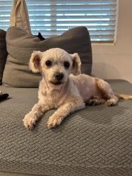 Found/Stray Male Dog last seen Unknown, Westminster, CA 92683