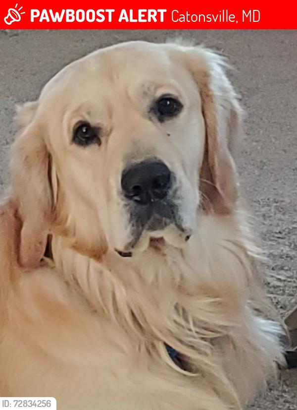 Lost Male Dog last seen Pinecrest Rd and Johnnycake Rd, Catonsville, MD 21228