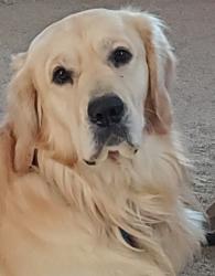 Lost Male Dog last seen Pinecrest Rd and Johnnycake Rd, Catonsville, MD 21228