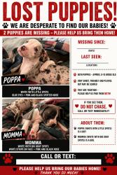 Lost Male Dog last seen Amazon, Doolittle Rd, Mercury Blvd, Hampton, VA 23669