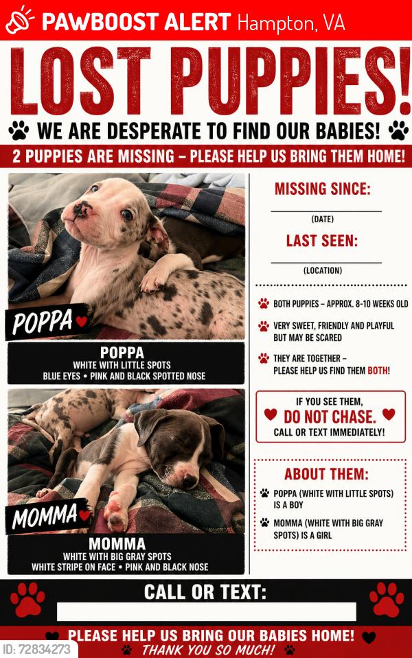 Lost Male Dog last seen Amazon, Doolittle Rd, Mercury Blvd, Hampton, VA 23669