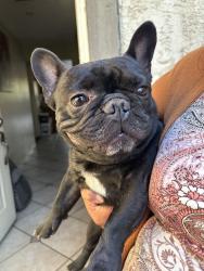 Lost Male Dog last seen Campbell Way Oxnard CA, Oxnard, CA 93033