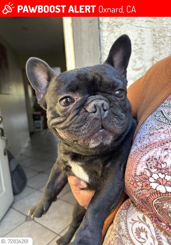 Lost Male Dog last seen Campbell Way Oxnard CA, Oxnard, CA 93033