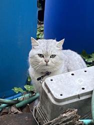 Found/Stray Unknown Cat last seen Near Hamilton Street, Philadelphia, PA 19104
