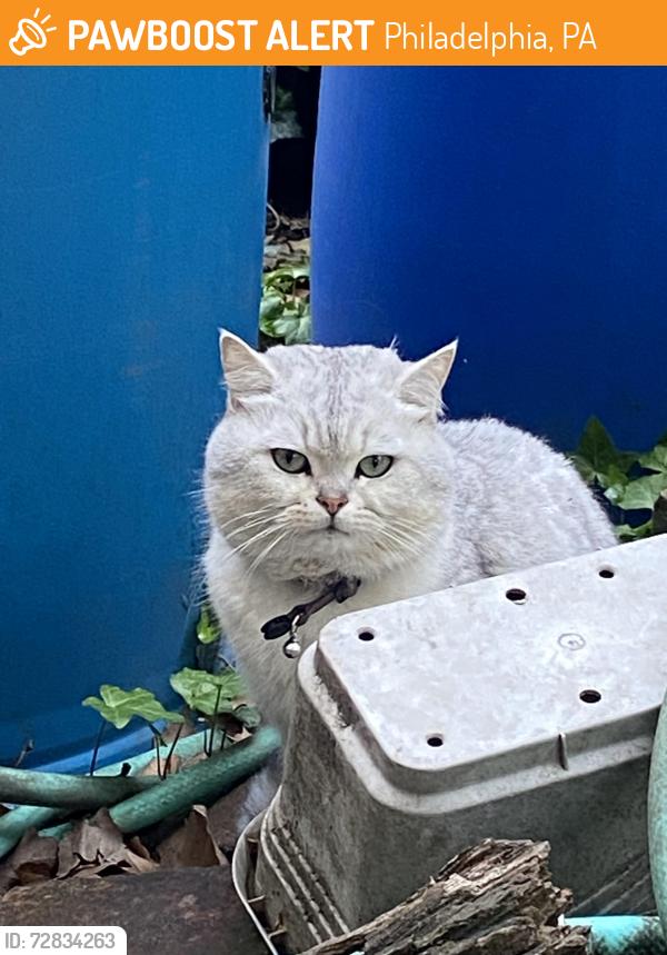 Found/Stray Unknown Cat last seen Near Hamilton Street, Philadelphia, PA 19104
