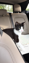 Found/Stray Male Cat last seen Alonzo Weaver Park, Memphis, TN 38109