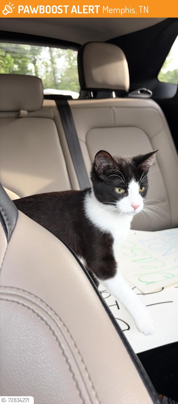 Found/Stray Male Cat last seen Alonzo Weaver Park, Memphis, TN 38109