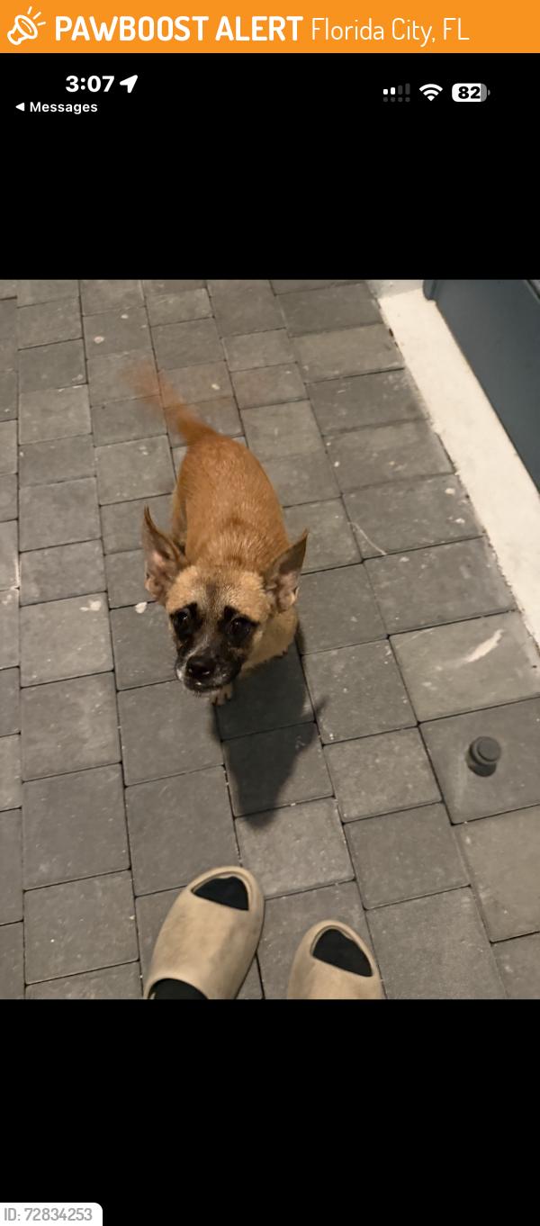 Found/Stray Female Dog last seen Palm Drive , Florida City, FL 33034