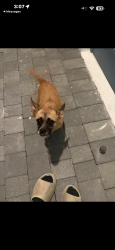 Found/Stray Female Dog last seen Palm Drive , Florida City, FL 33034