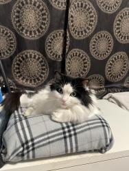 Lost Female Cat last seen Keele and finch, Toronto, ON M3J 1K7