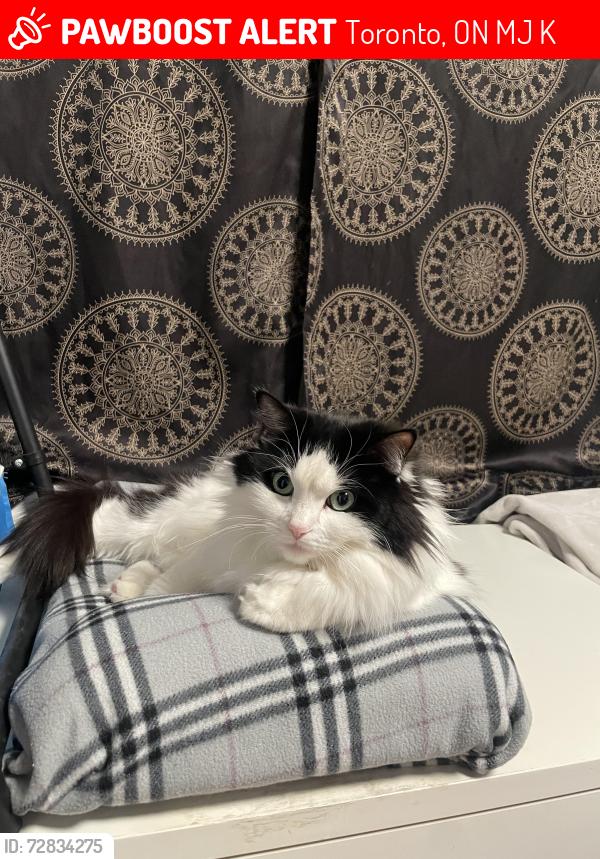 Lost Female Cat last seen Keele and finch, Toronto, ON M3J 1K7