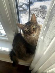 Lost Male Cat last seen Erin Mills Pkwy and Erin Centre Blvd, Mississauga, ON L5M 5B5
